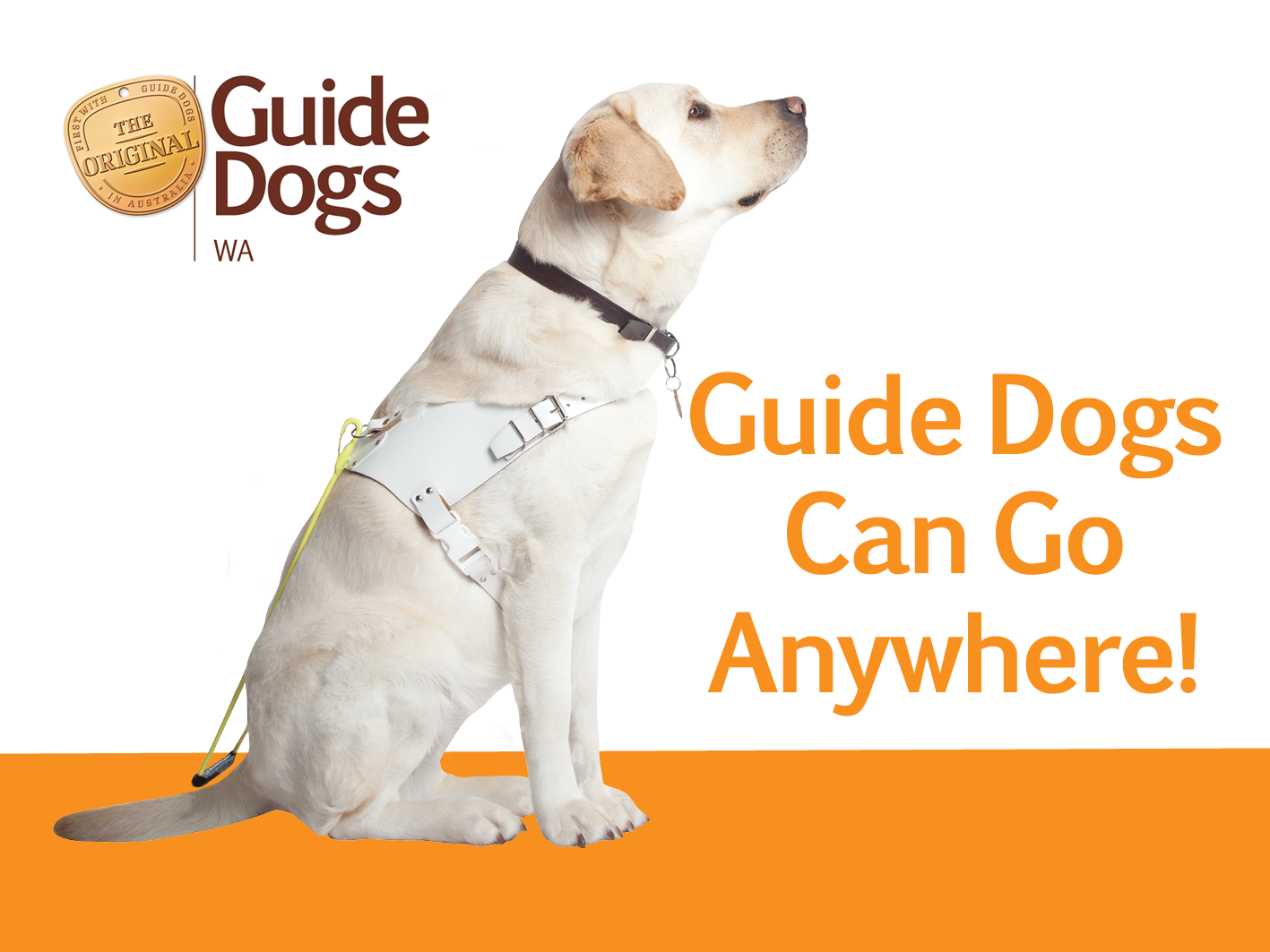 Can Guide Dogs Go Anywhere