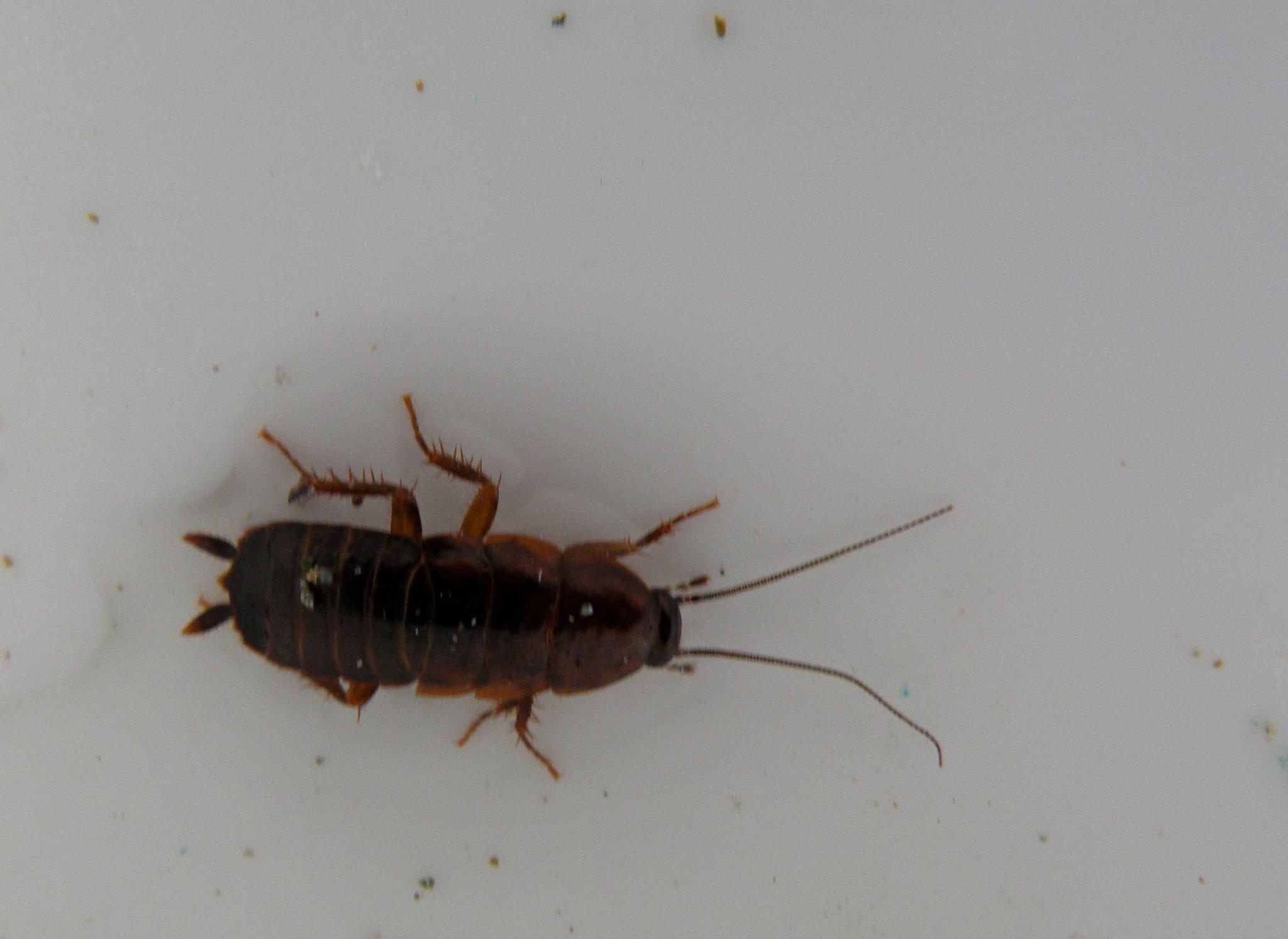 Bug Beaters Pest Control - I found this insect (and a bunch of his ...