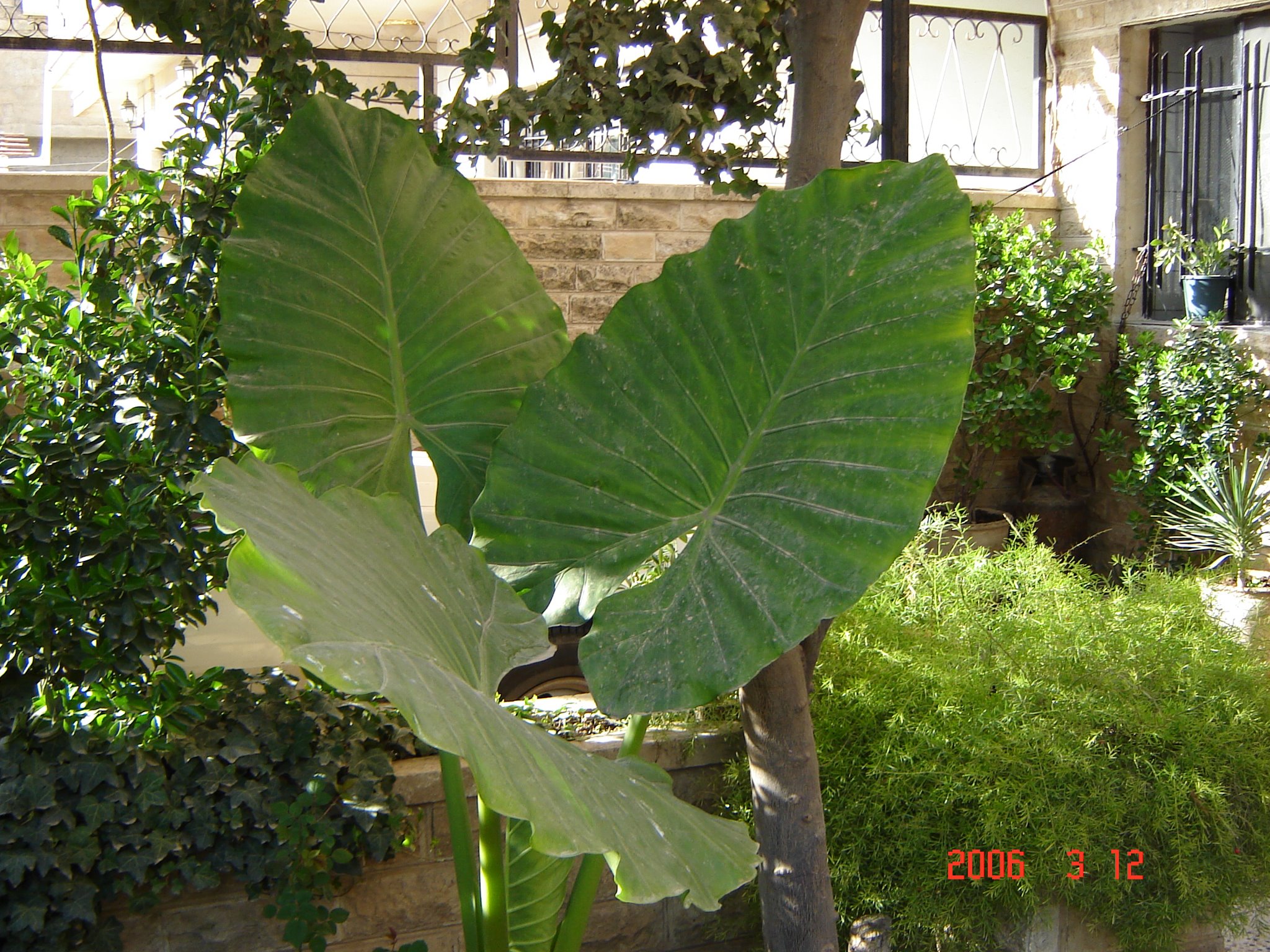 Sunduz Musa