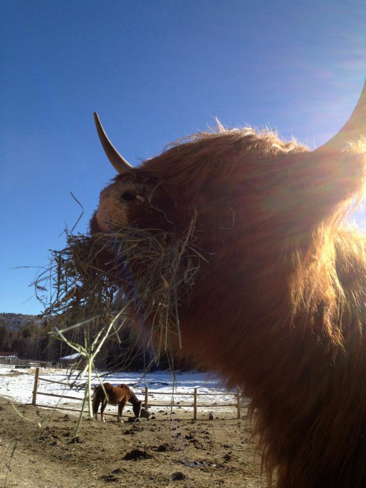 Copper Bar Ranch | Edwards CO