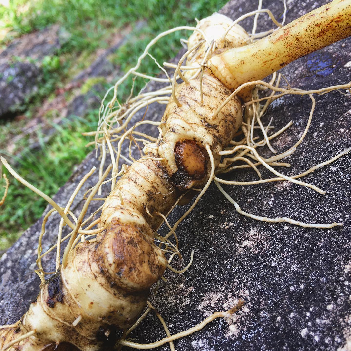 More root medicine... - Buffalo Cove Outdoor Education Center