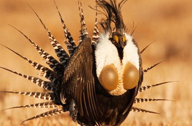 Science Channel - Meet the Gunnison sage-grouse! The male courts a ...