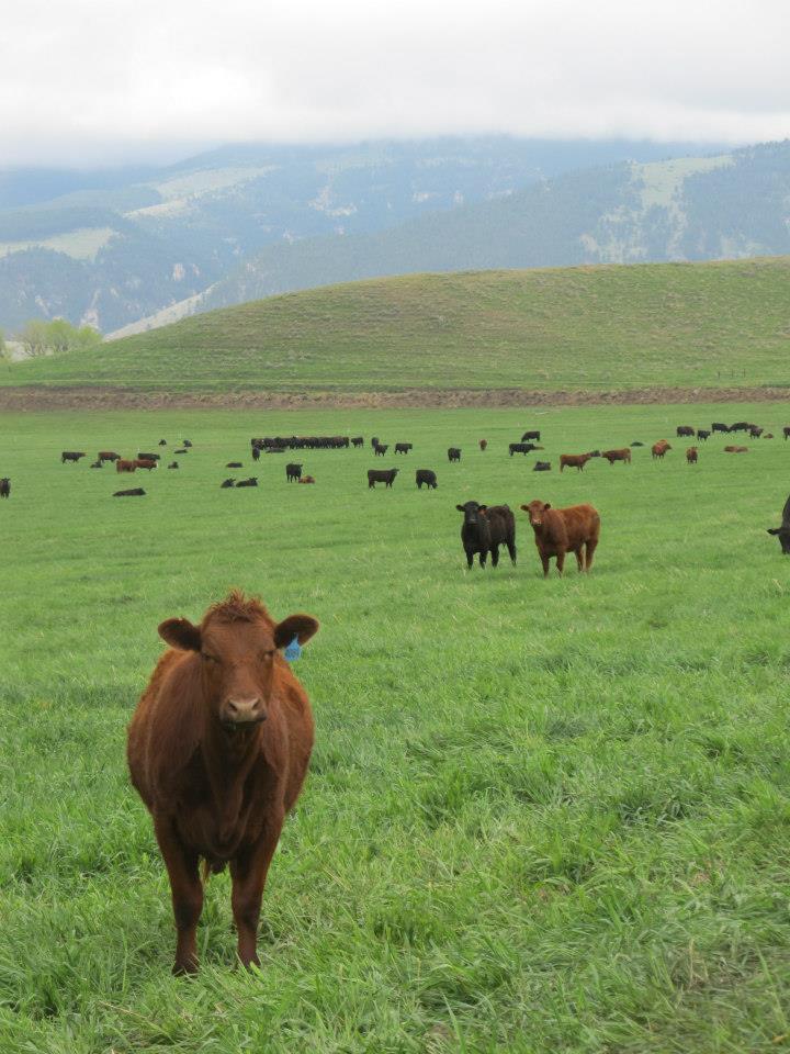 Padlock Ranch Company | Ranchester WY