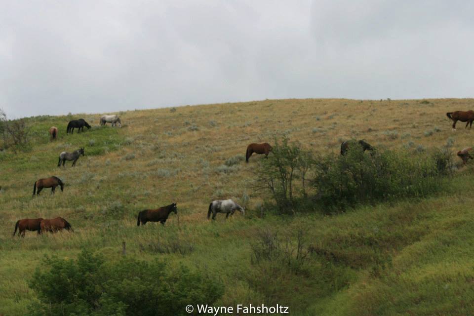 Padlock Ranch Company | Ranchester WY