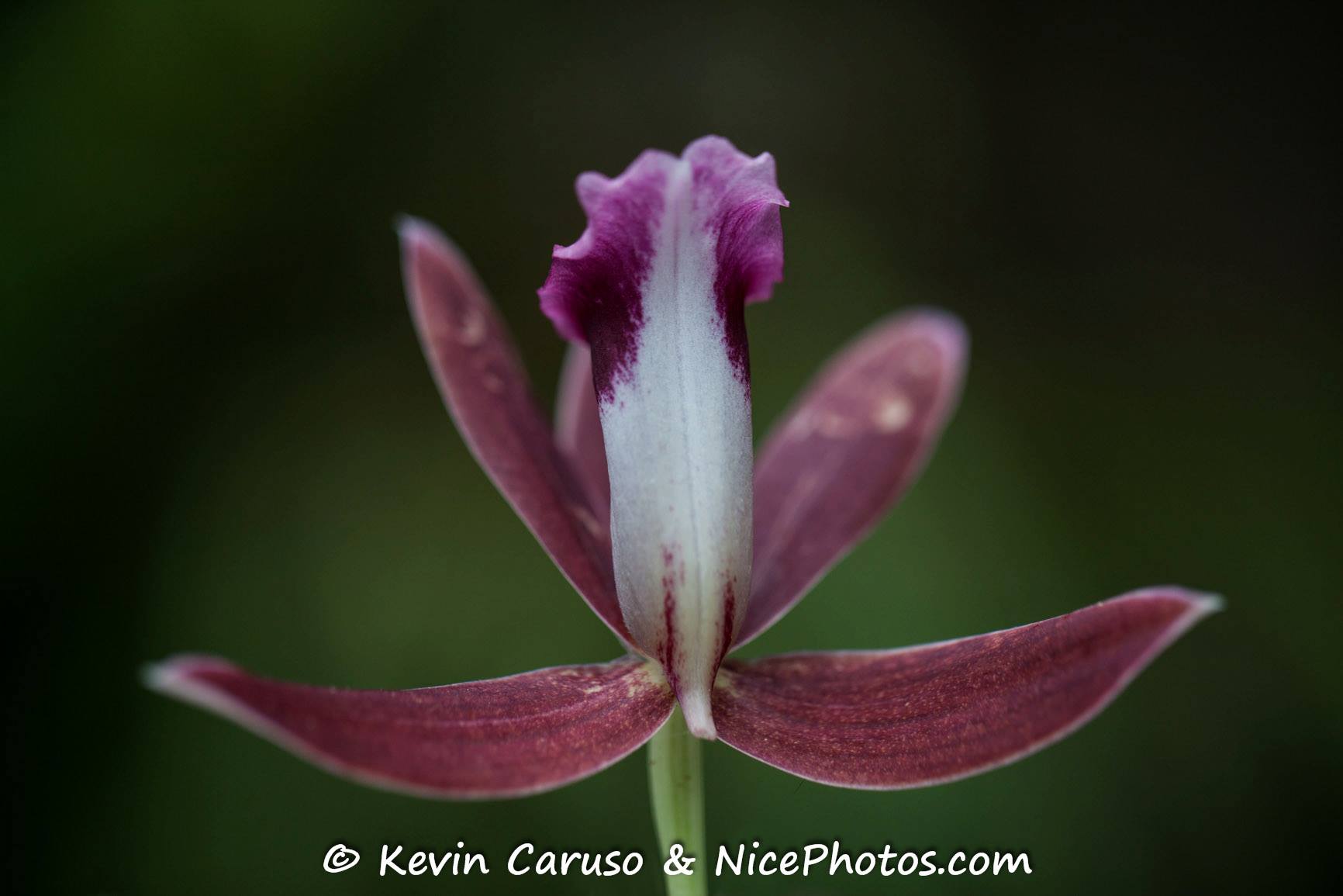 NicePhotos.com | San Diego CA