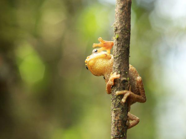 National Geographic Animals - The pebble toad is the only arboreal toad ...