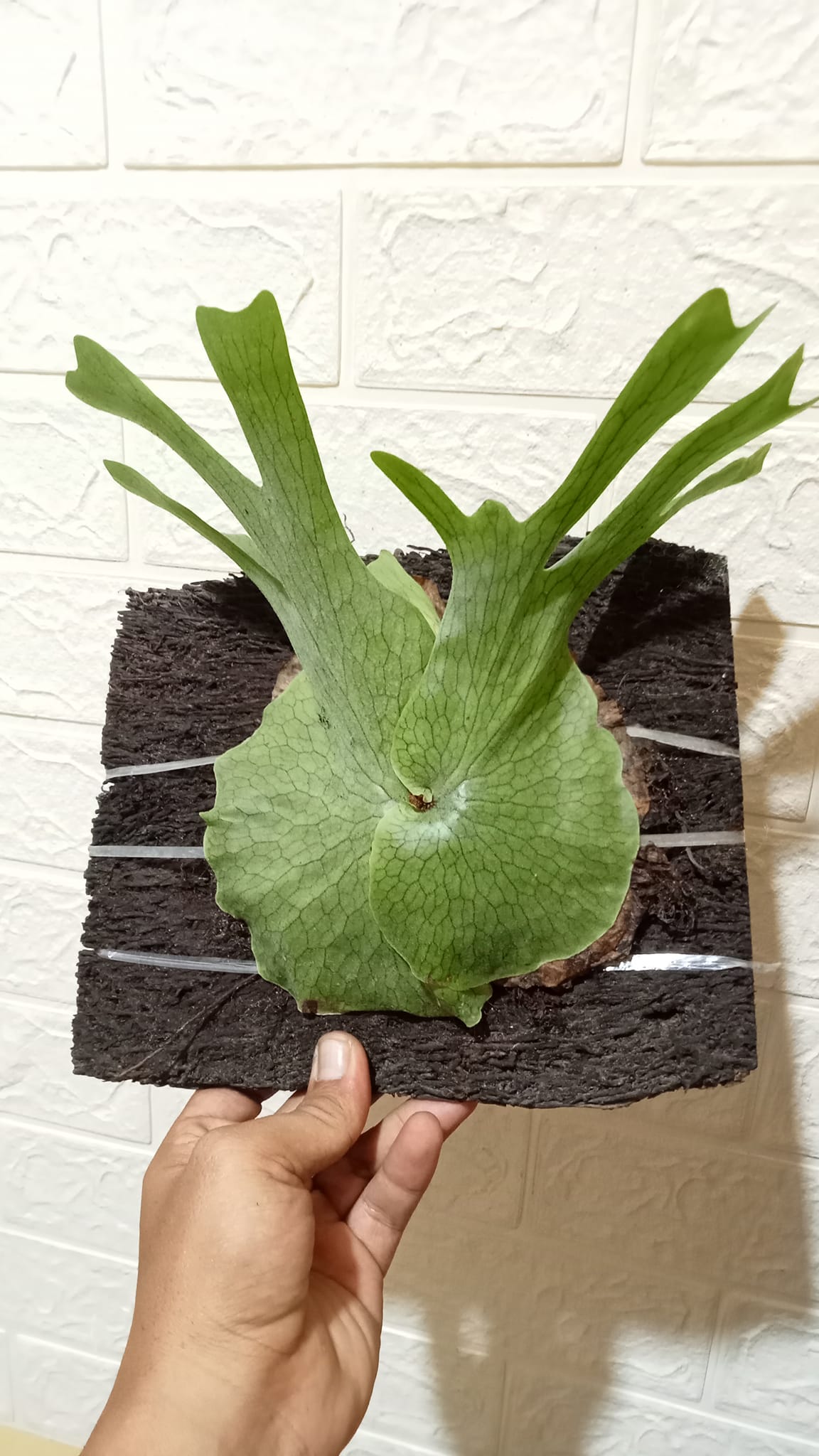 Current favourite in the greenhouse Platycerium Wandae Dwarf