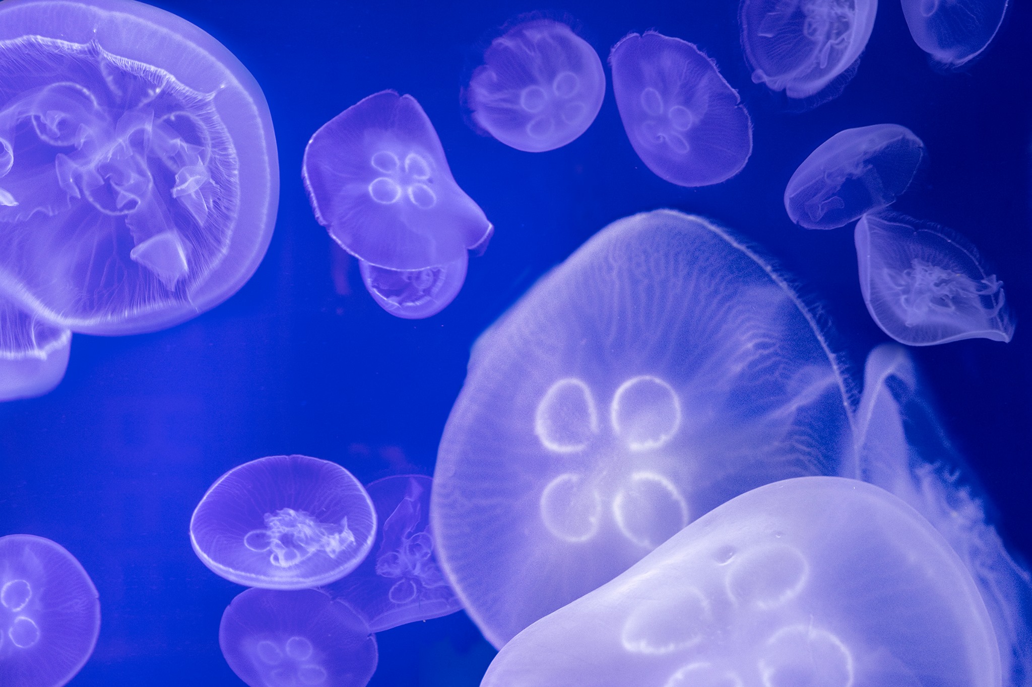 Discovery World - #DidYouKnow that nearly 2,500 moon jelly... | Facebook