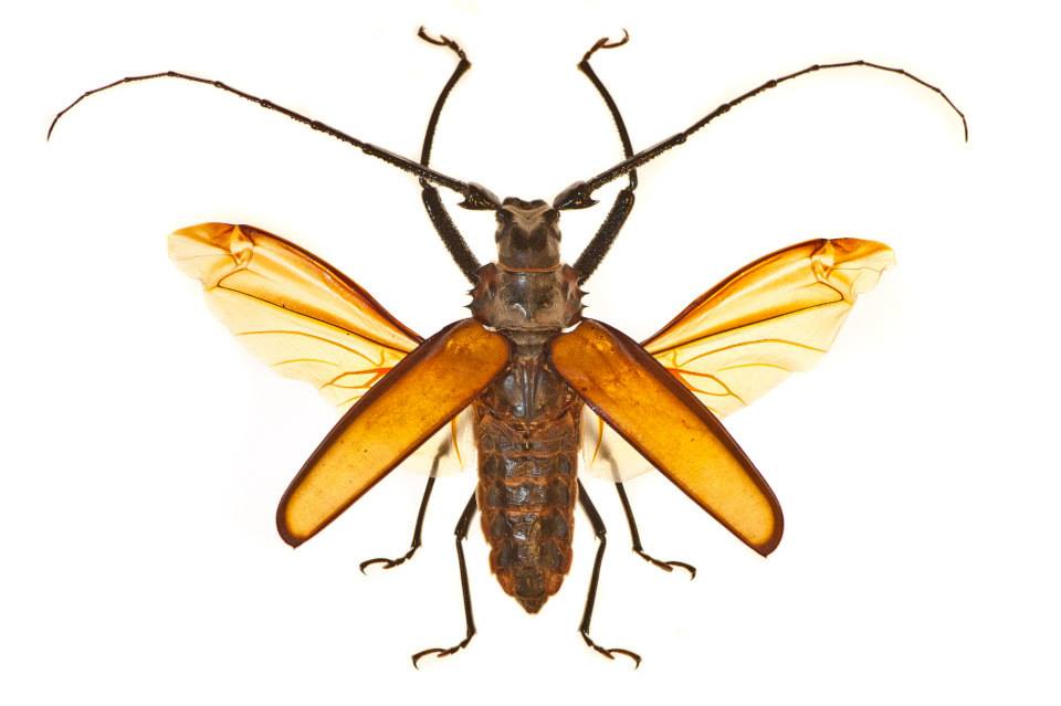 Royal - Enoplocerus armillatus (Giant Longhorn Beetle or Imperious ...