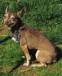 Lost Dog and Cat Rescue Foundation - Name: Mimi Breed: Chihuahua ...