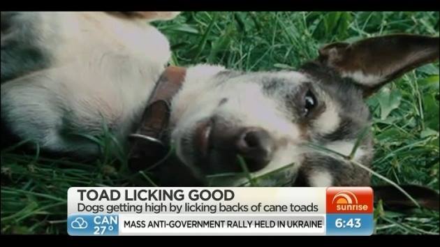 Sunrise - TOAD LICKING GOOD! Queensland dogs are getting addicted to ...