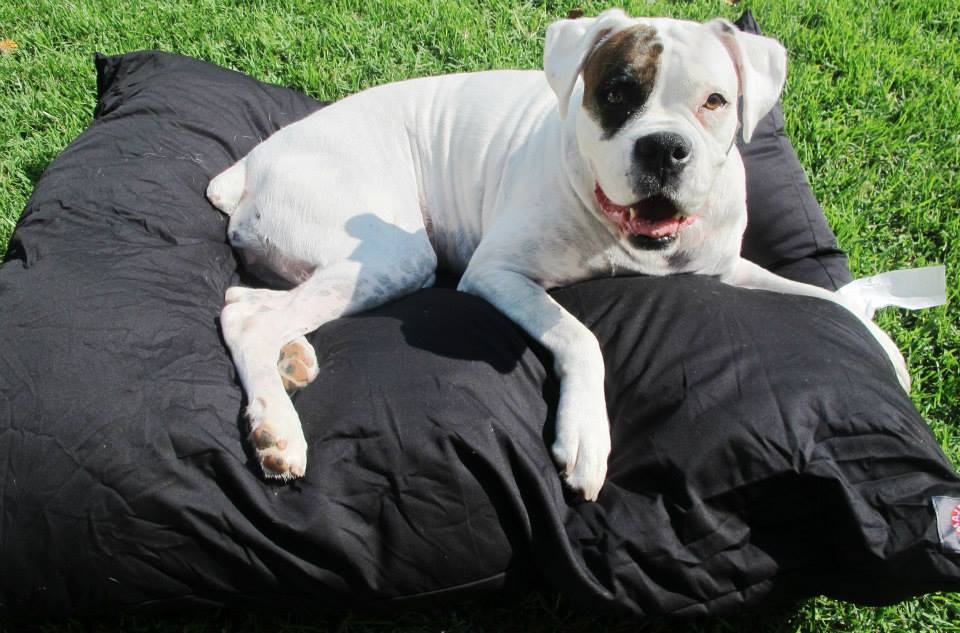 Atlanta Boxer Rescue | Stone Mountain GA