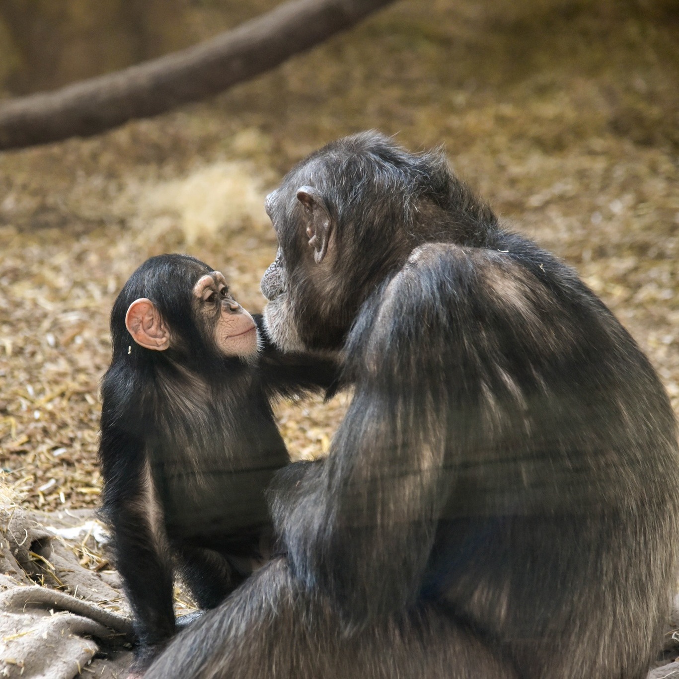 MAISIE MOMENT: Baby chimp Maisie having some face time with adult