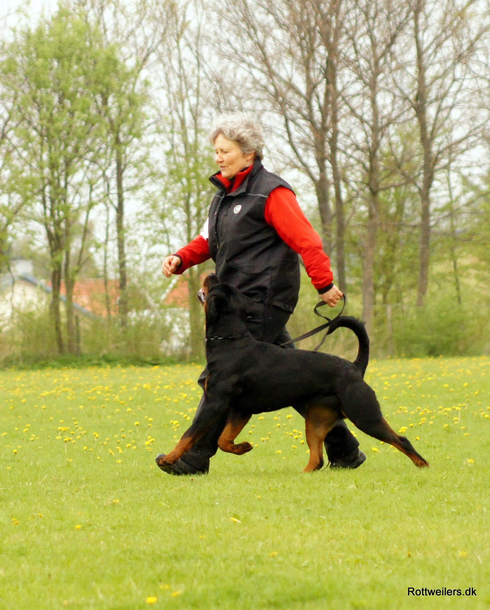 Rottweilers.dk