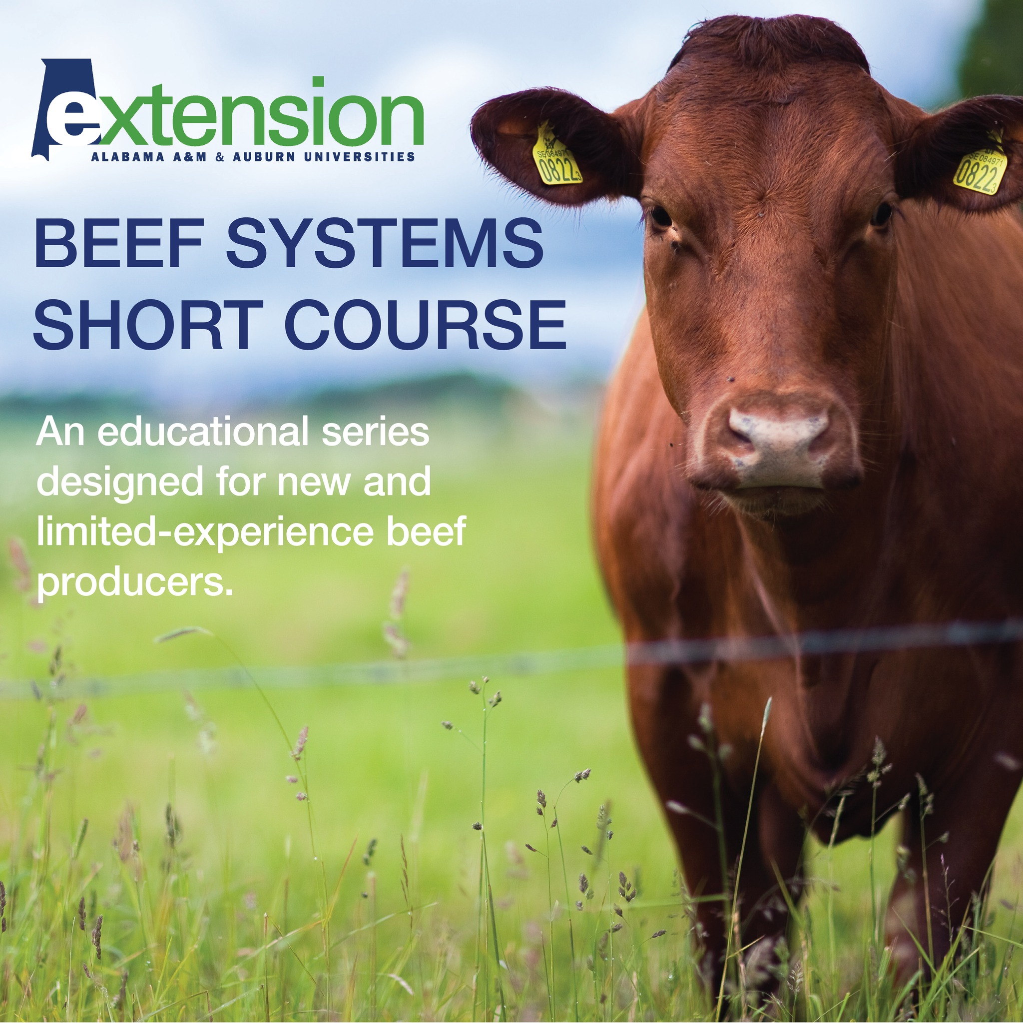 Alabama - Alabama Extension offers the Beef Systems Short Course, a ...