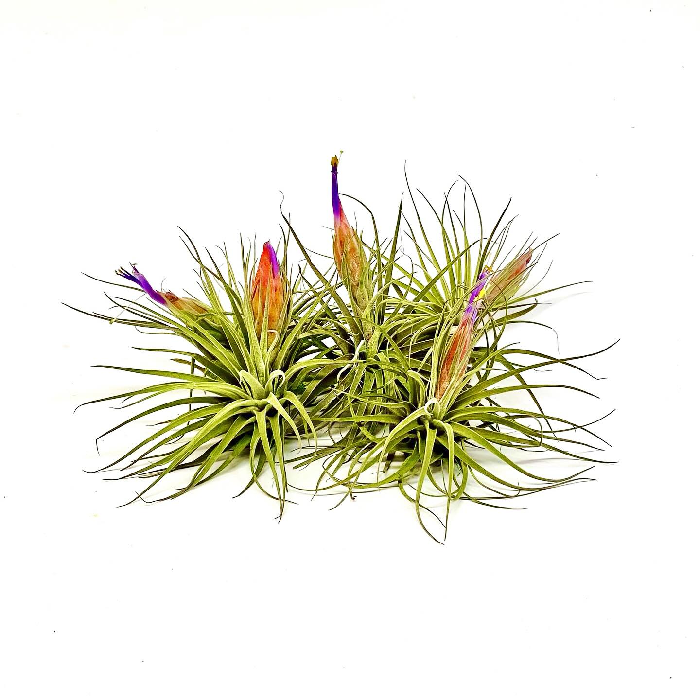 Do you have a Tillandsia ionantha 'Mexican Zebra' air plant?