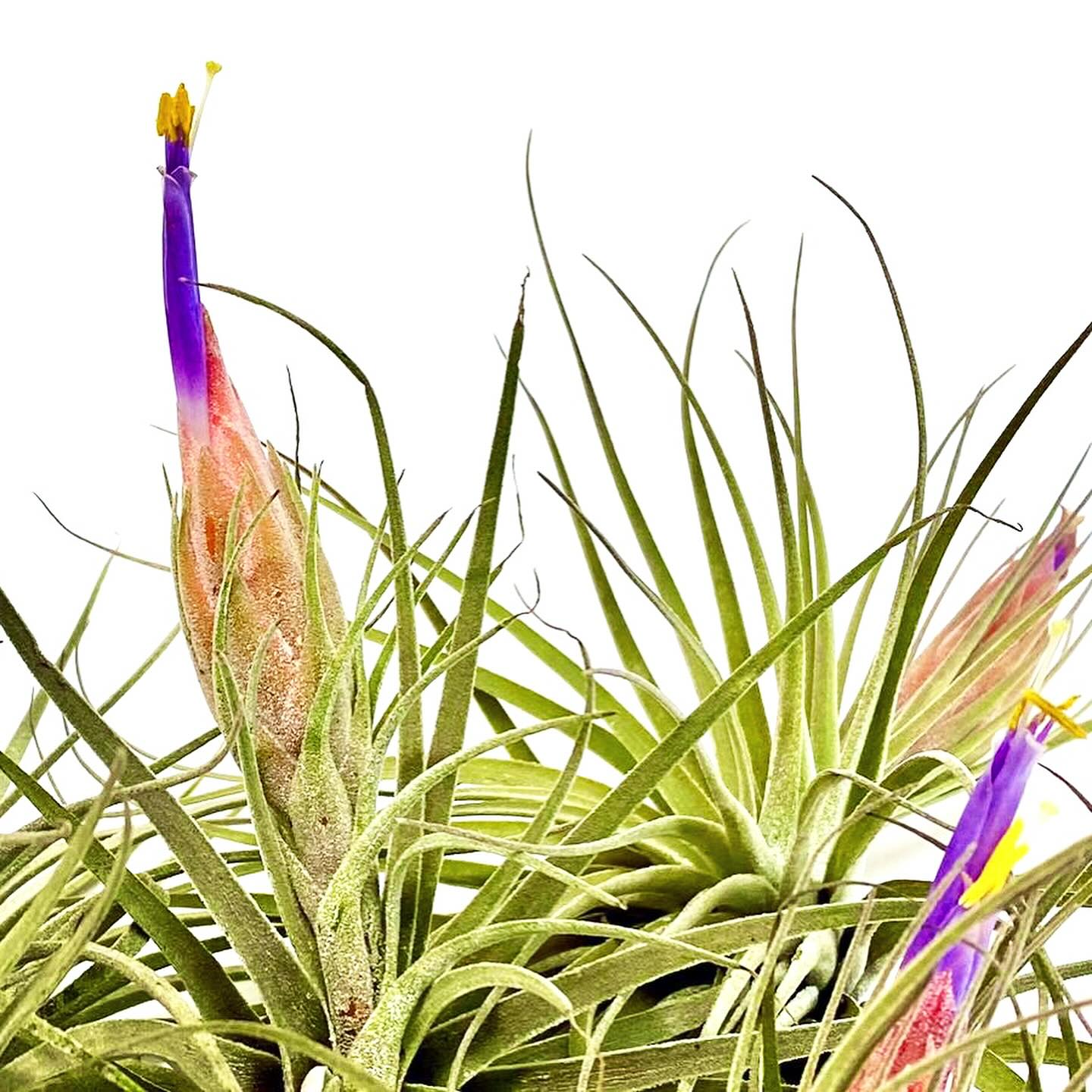 Do you have a Tillandsia ionantha 'Mexican Zebra' air plant?