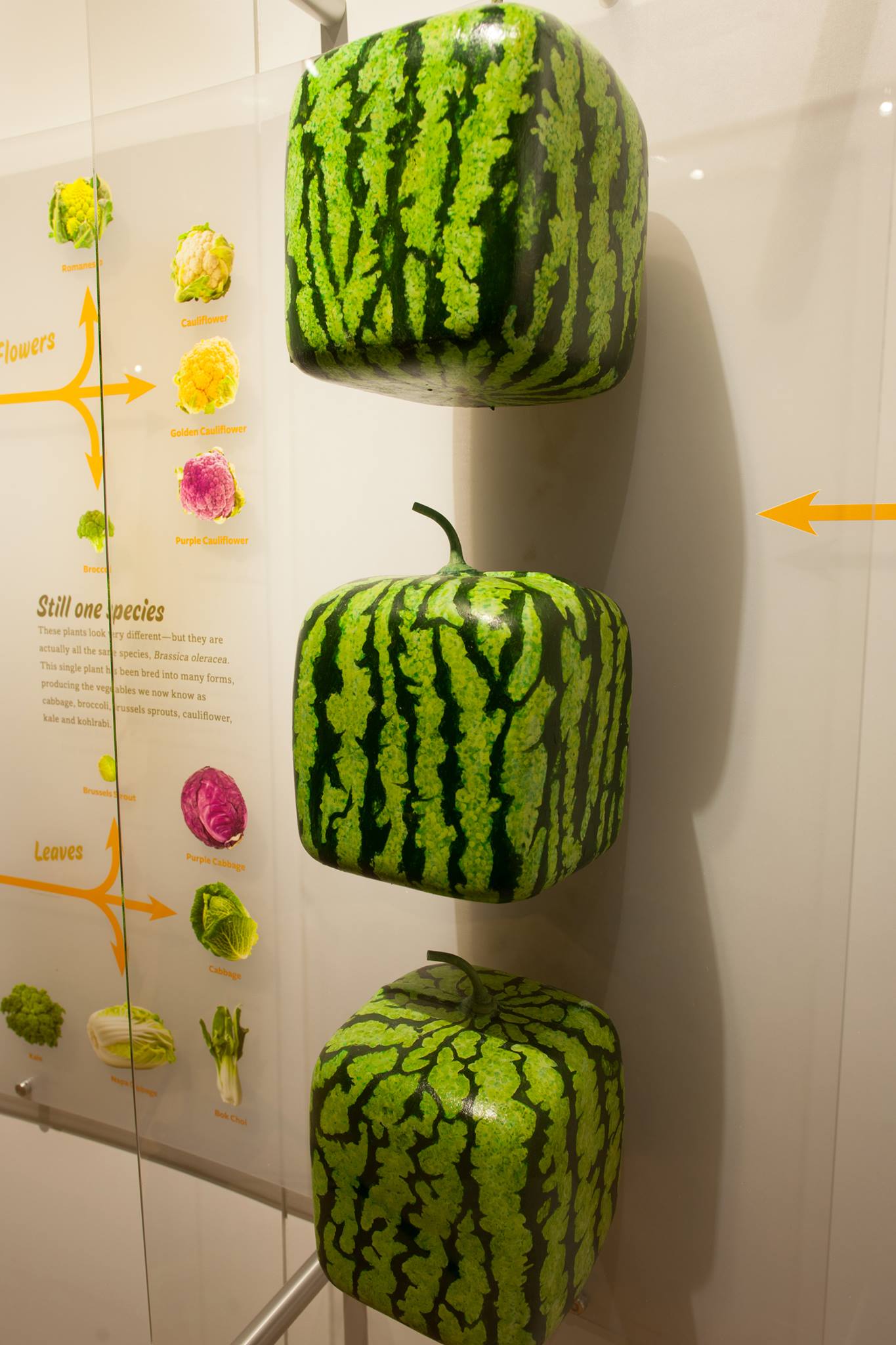 Museum - How is food celebrated around the world? How have food systems ...