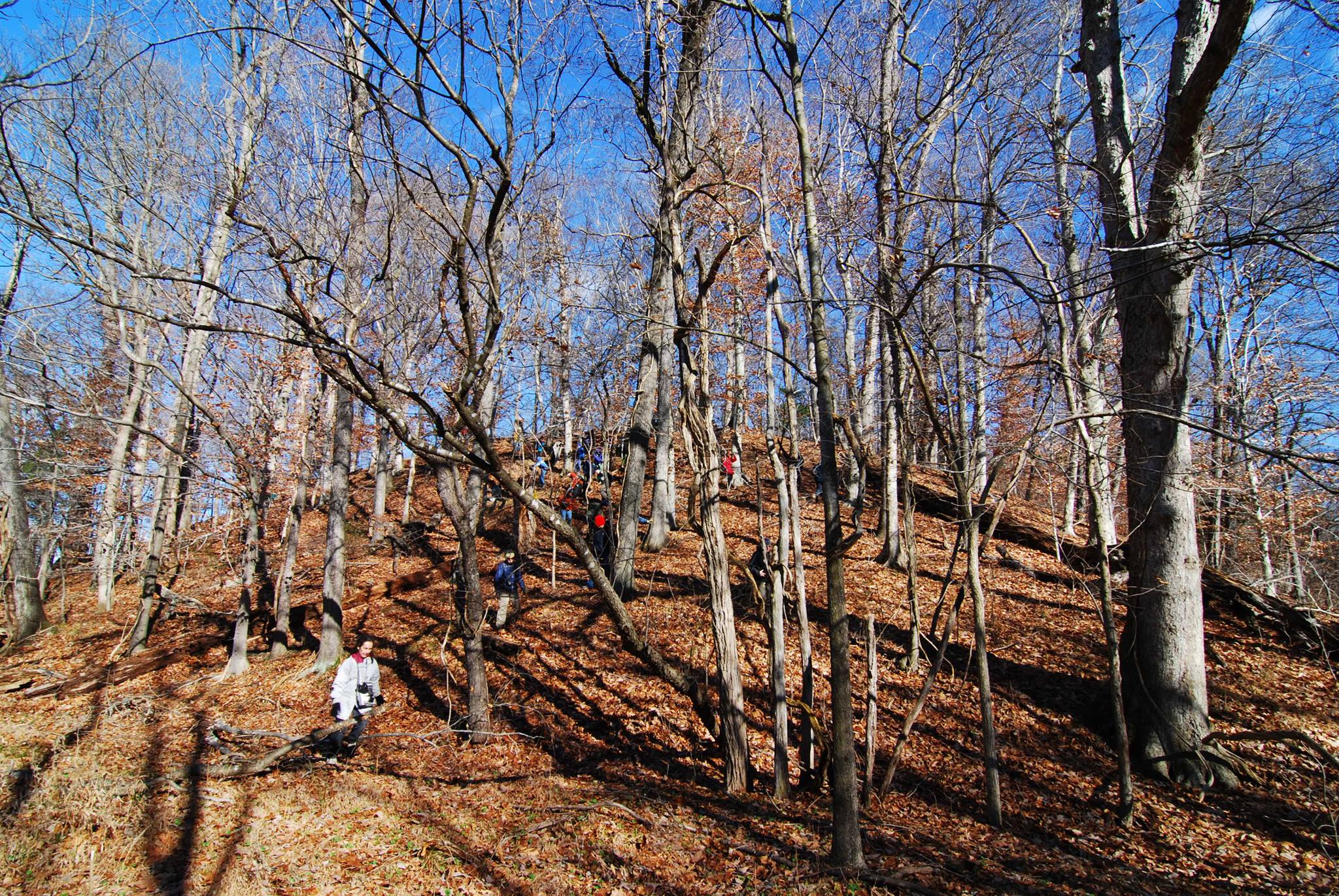 Shell-Marl Ravine Forest... - Maryland Native Plant Society