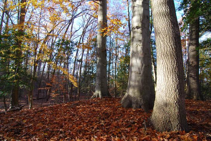 Shell-Marl Ravine Forest... - Maryland Native Plant Society