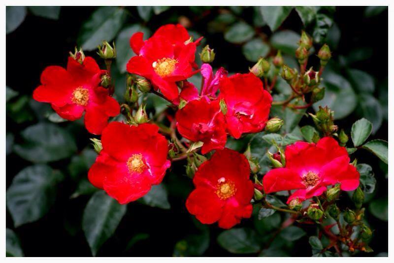 Louisiana Nursery Home & Garden Showplace - The 411 on Knockout Roses ...