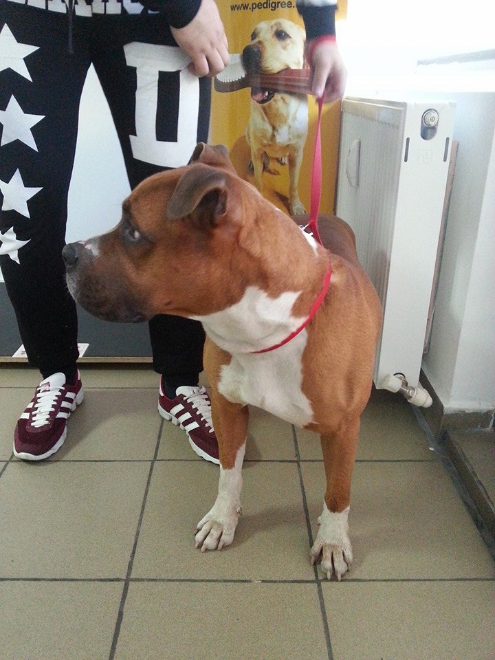 Help Labus - Amstaff gasit in micro 21. Mascul. Prietenos....