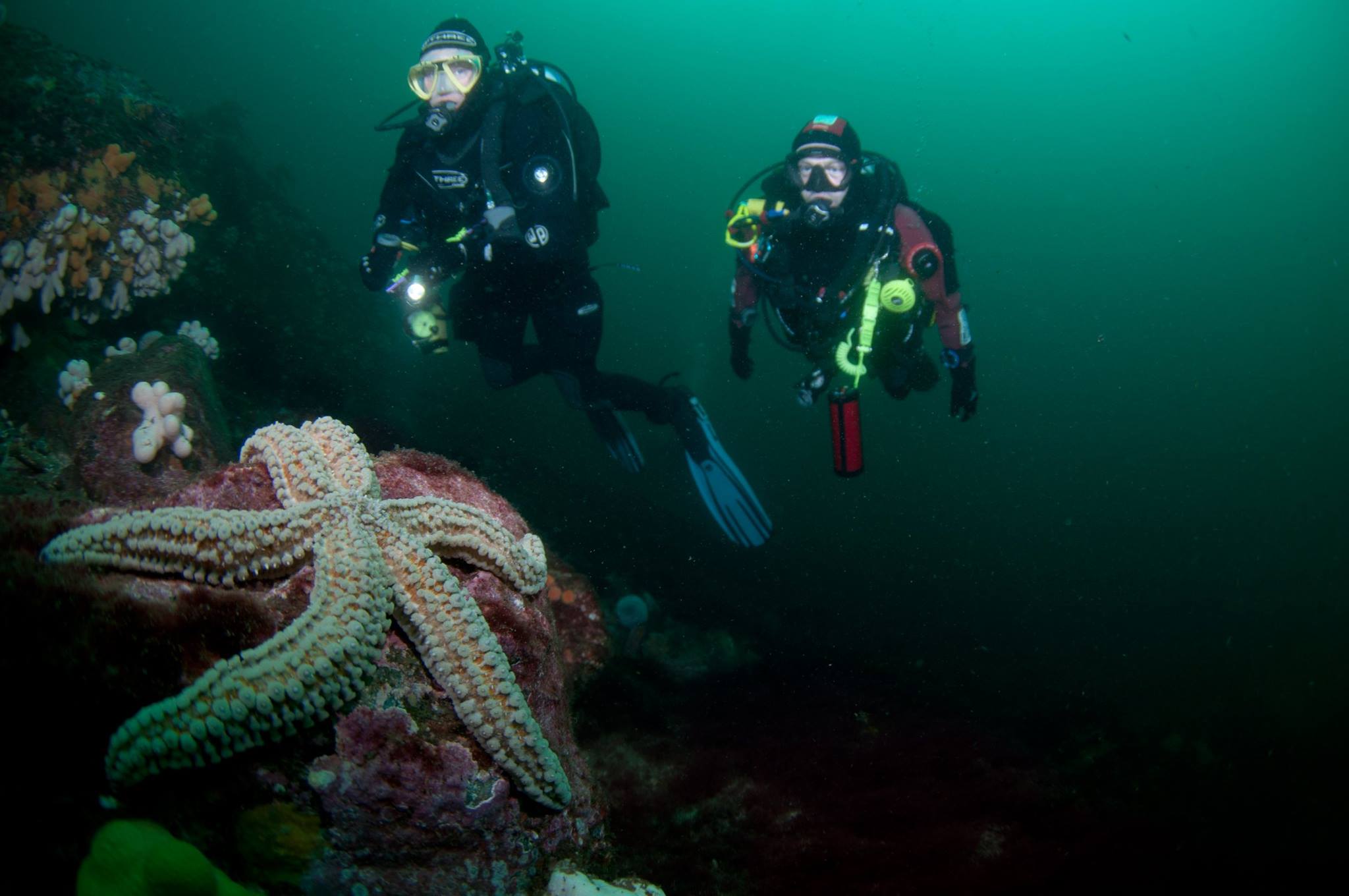 BSAC - British Sub-Aqua Club - The new Marine Life Appreciation (MLA ...