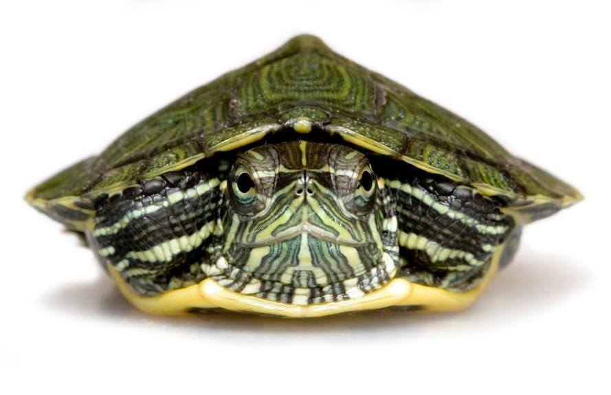 SPCA Singapore - Shell we keep terrapins? Baby terrapins are really ...
