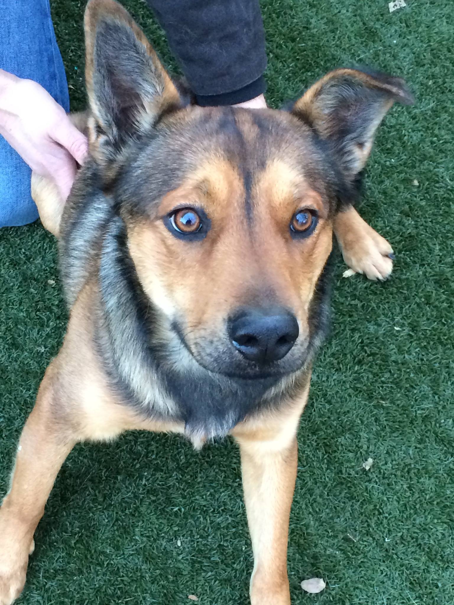 The Weather - Meet Butler! Butler is a Top 5 finalist in our search for ...