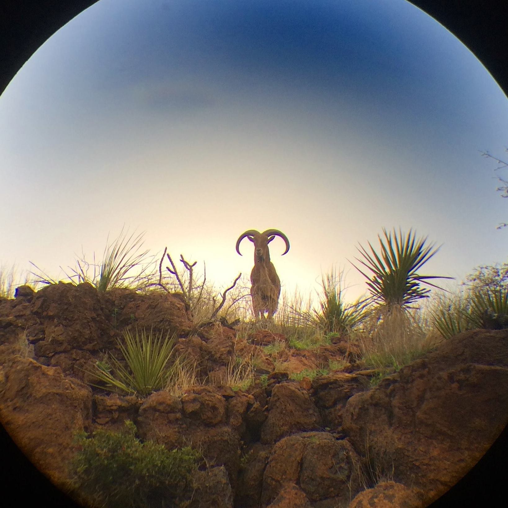 West Texas Aoudad Sheep Come Hunt H.E. Sproul Ranch #royhurley # ...