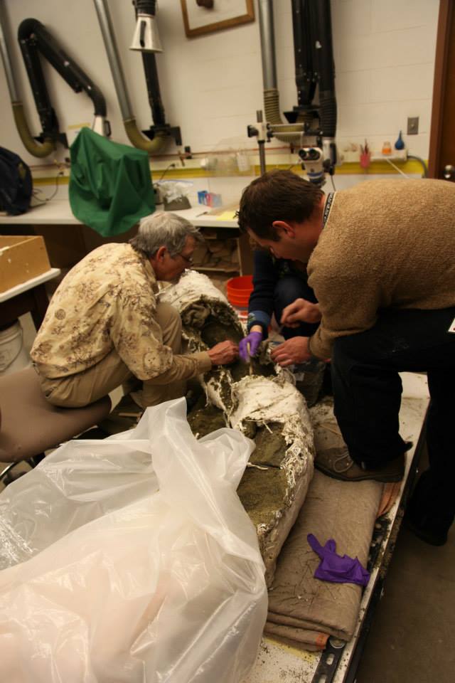 Burke Museum - Burke Museum fossil preparators removed soil from the ...