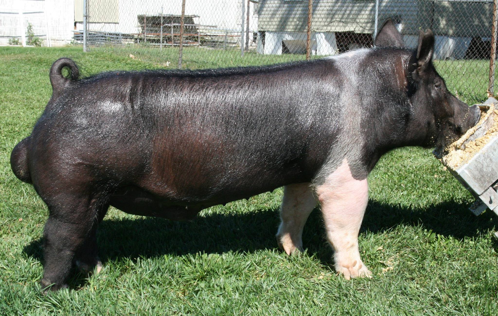 Real McCoy Genetics - He comes from our strongest (Godzilla) sow line ...