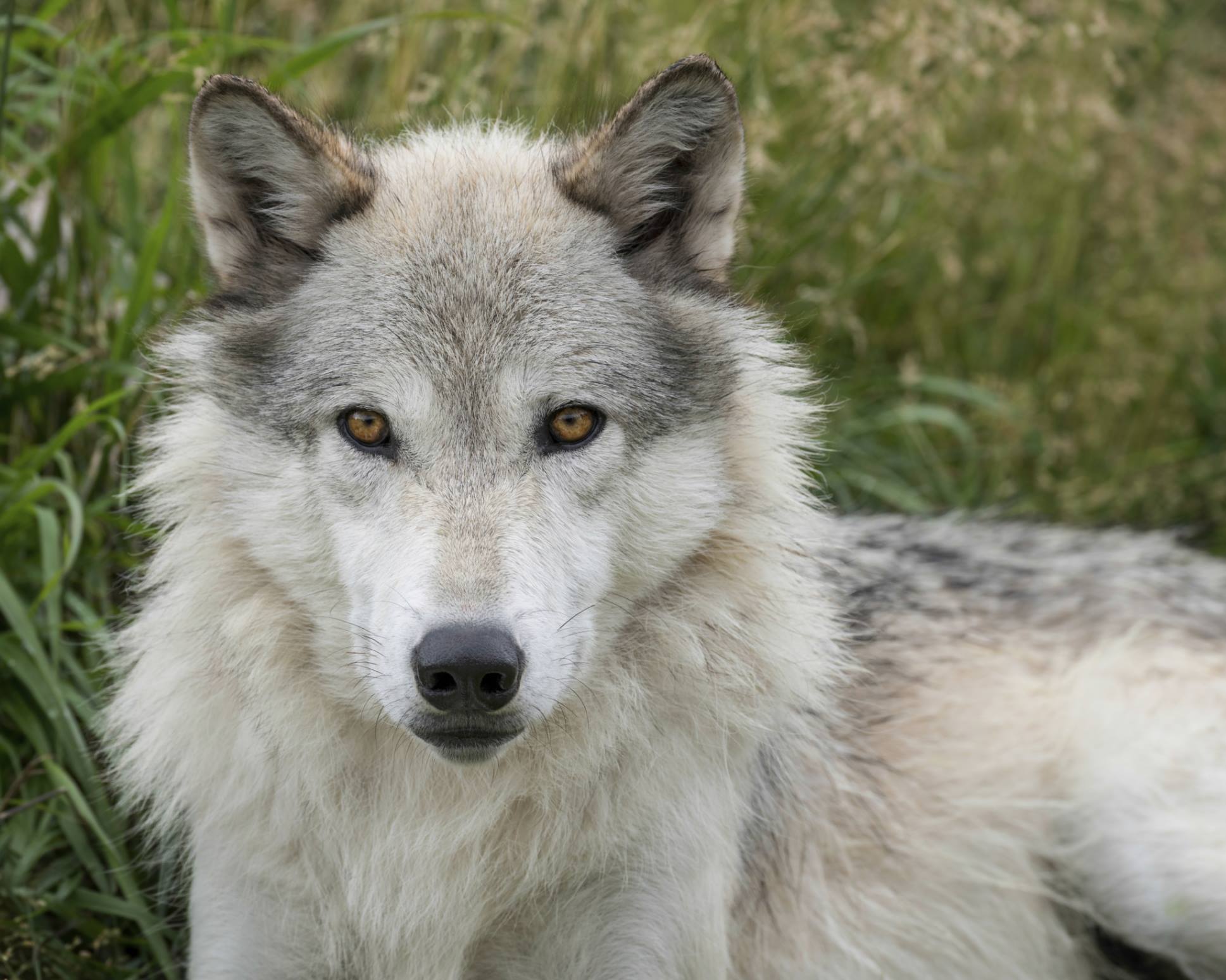 Earth Rangers - Did you know it’s wolf awareness week? This week is ...