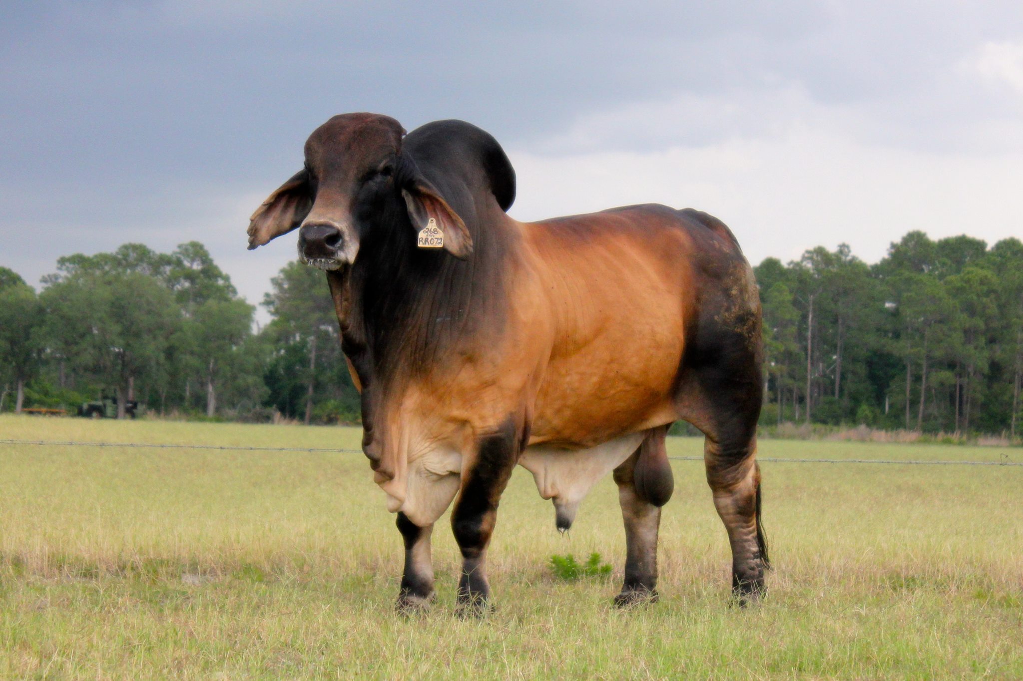 Moreno Ranches, Inc.