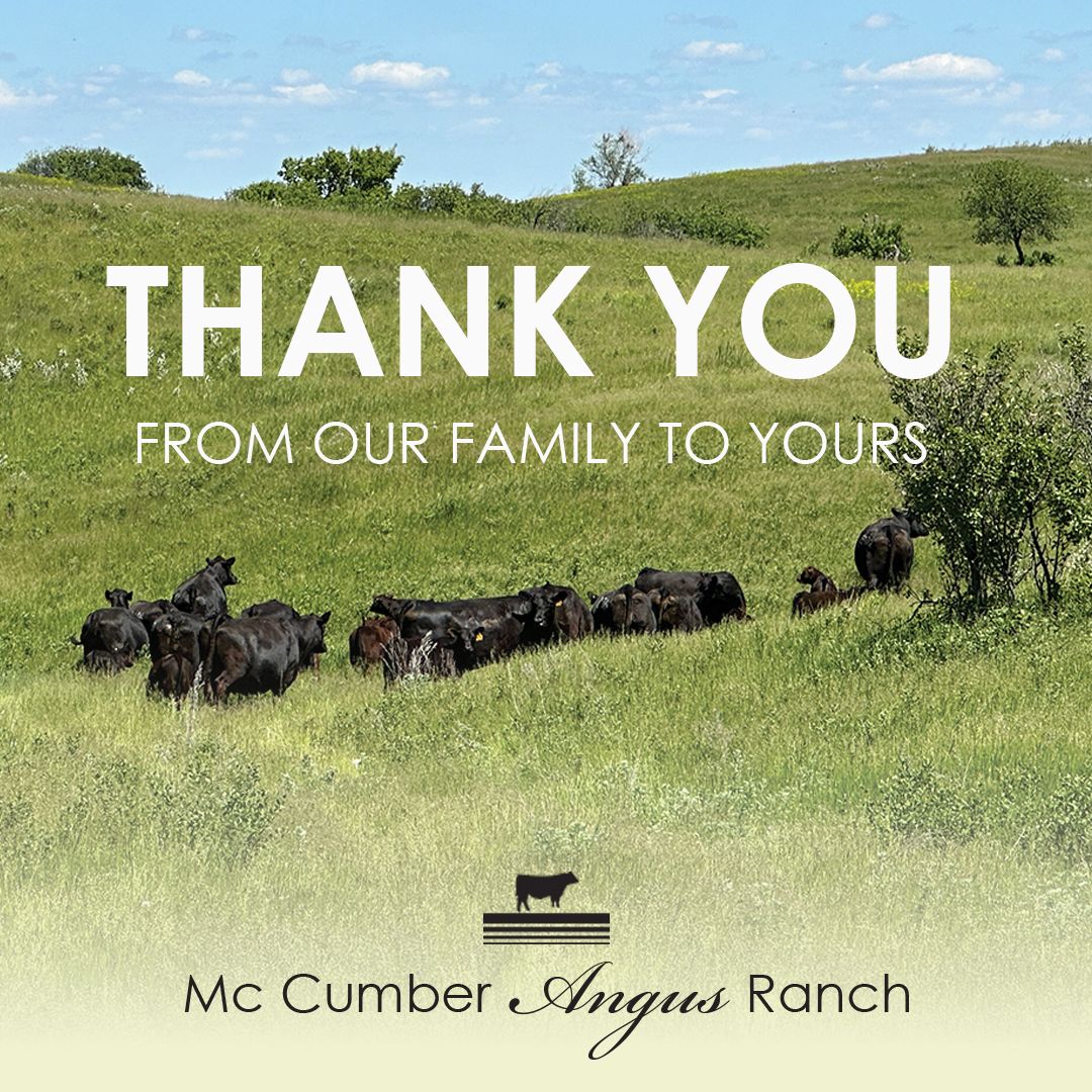 McCumber Angus Ranch | Rolette ND