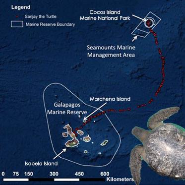 Turtle Island Restoration Network - Sanjay, a 117 pound, male ...