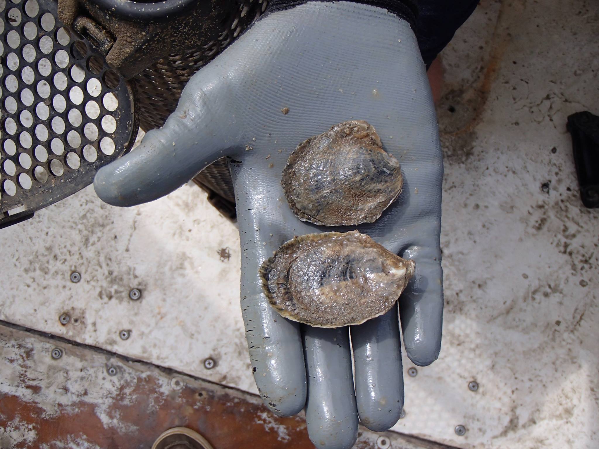 Auburn University... - Auburn University Shellfish Lab