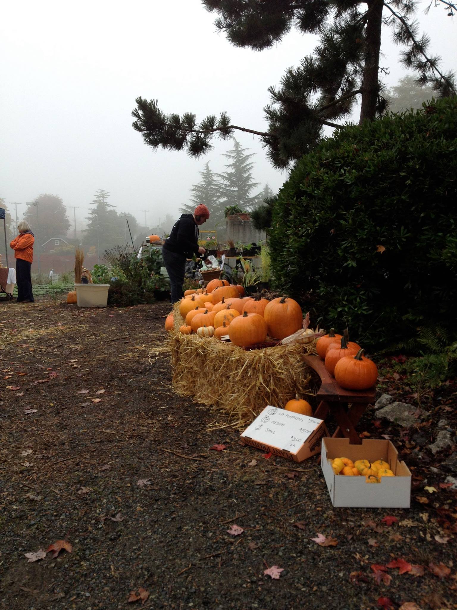 Harvest festival in Seattle, WA