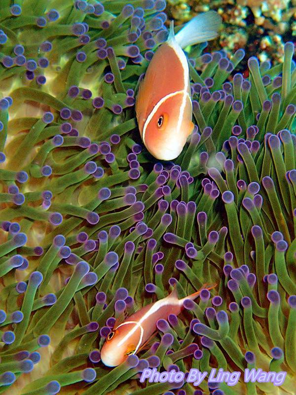 OCEAN DEFENDER - Hawaii - Pleas do not keep wild reef fish in a tank ...