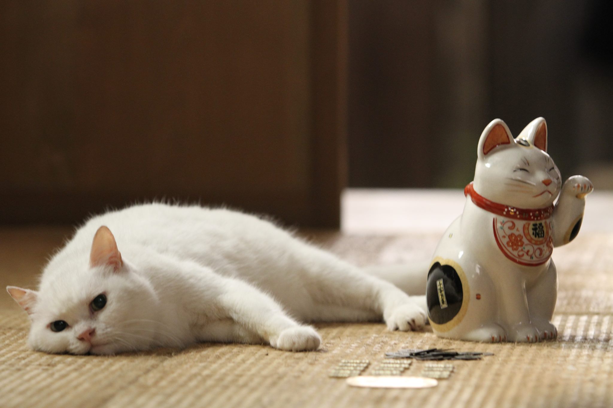 Japan - Neko Samurai ～Samurai ♥ Cat～ 猫侍 (Neko Zamurai