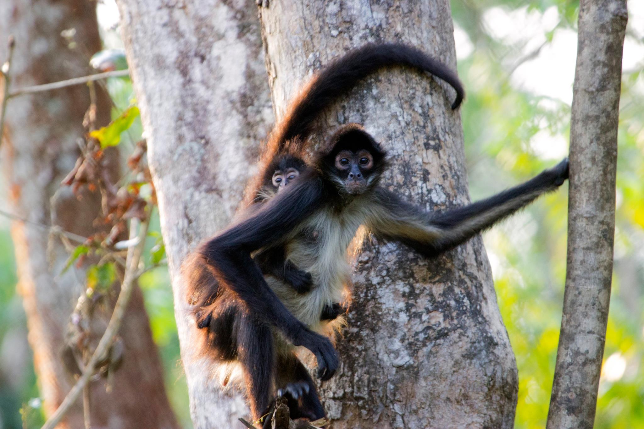 ARCAS - Happy International Primate Day to all primates we...
