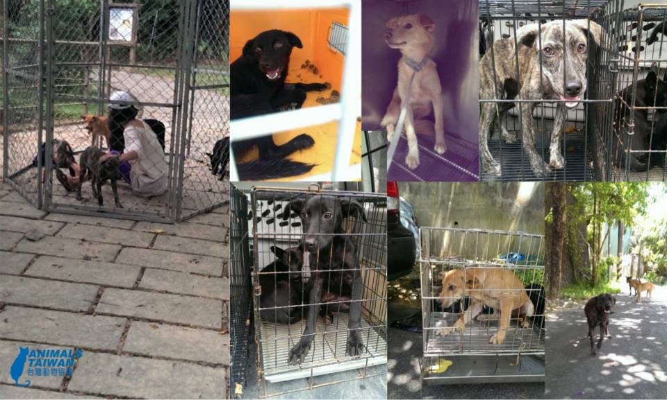 台灣動物協會 Animals Taiwan - 內湖狗群CNR最新消息: 在6/20我們在FB公佈協會即將在內湖某區域幫10隻流浪狗進行CNR ...