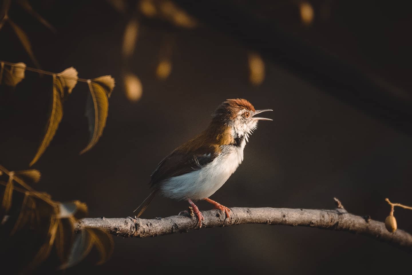 Prajwal Rai - Common Tailorbird: A common warblerlike bird...