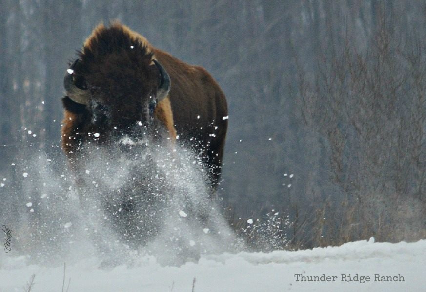 Thunder Ridge Ranch