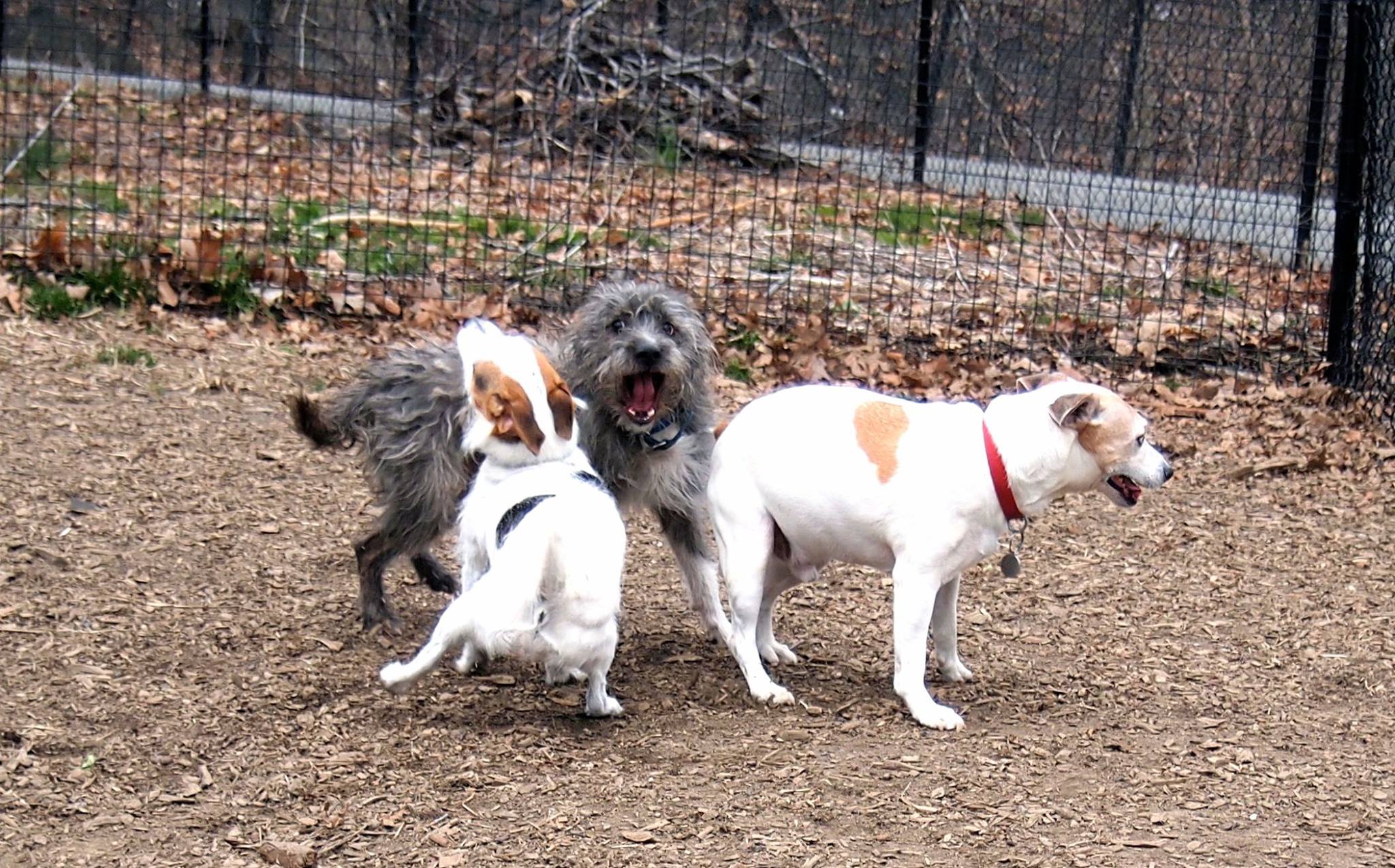 The Littles -- enthusiasts of the Ft. Tryon small dog run | Facebook