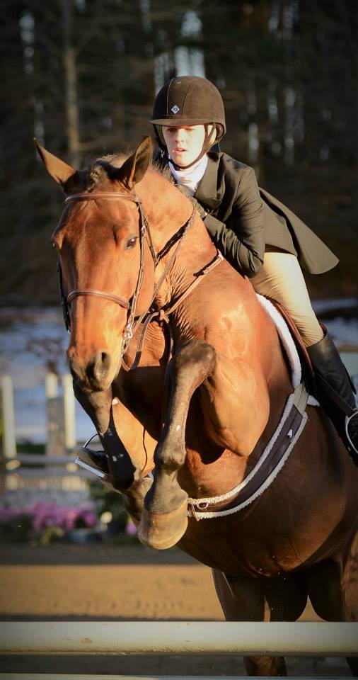 2026 Fall Round Up Horse Sale: Big horses 16hh and over for sale