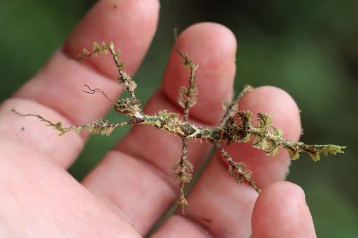 สำรวจโลก - Moss Mimic Stick Insect ตั๊กแตนนักอำพราง Moss... | Facebook