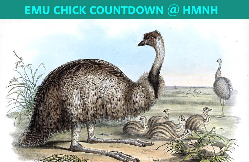 Harvard Museum of Natural History - The emu eggs are still in the ...
