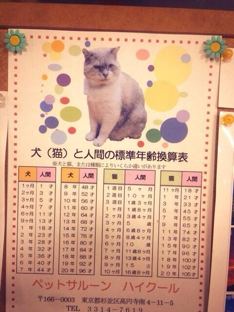 音速語言學習 日語 輕鬆一下學日語 日本寵物店貼送的海報 犬と猫の年齢早見表 わかりやすい 狗狗的貓咪的快速年齡對照表 十分清楚易懂 原來家裡的貓咪已經是中年歐吉桑了 Facebook