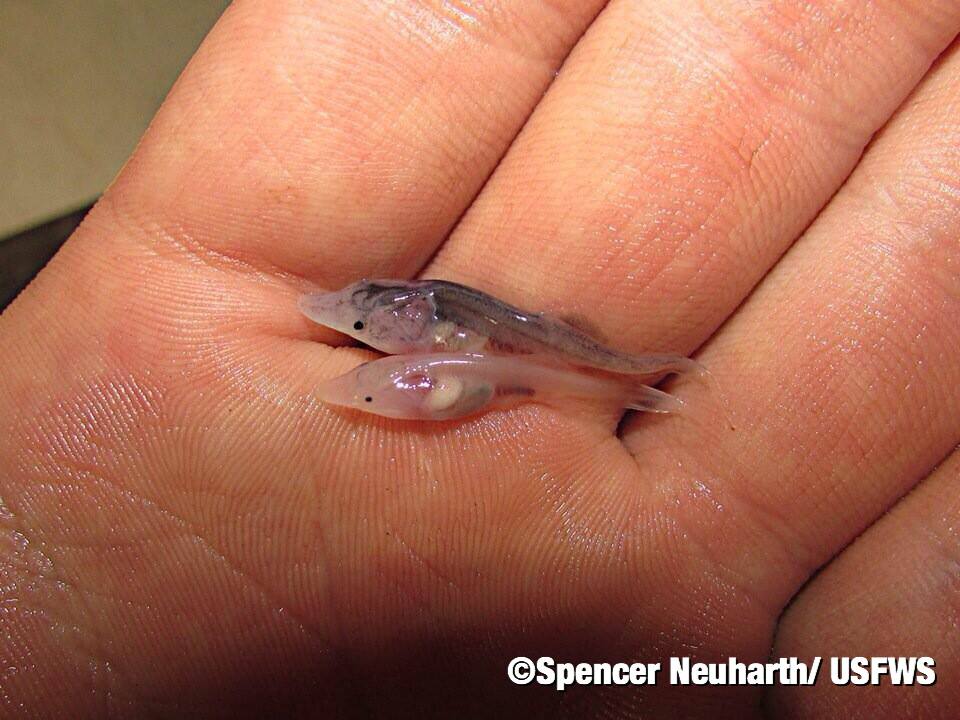-Paddlefish! Check out the growth... - Primitive Fishes